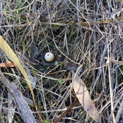 Geastrum sp. (genus) (An earthstar) at Point 5438 - 28 Aug 2019 by ClubFED