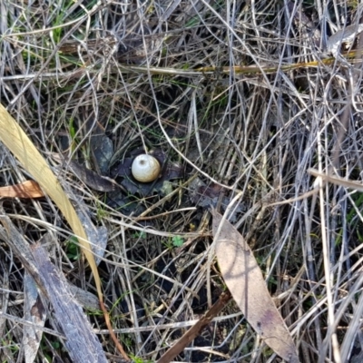 Geastrum sp. (Geastrum sp.) at Point 5438 - 28 Aug 2019 by ClubFED