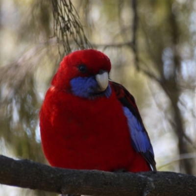 Platycercus elegans (Crimson Rosella) at Hackett, ACT - 28 Aug 2019 by ClubFED