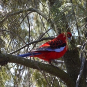 Platycercus elegans at Hackett, ACT - 28 Aug 2019 12:10 PM