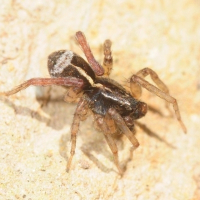 Lycosidae (family) (Unidentified wolf spider) at Moncrieff, ACT - 23 Aug 2019 by Harrisi