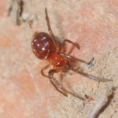 Theridiidae (family) (Comb-footed spider) at Moncrieff, ACT - 23 Aug 2019 by Harrisi