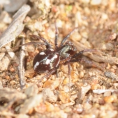 Zodariidae (family) (Unidentified Ant spider or Spotted ground spider) at Moncrieff, ACT - 23 Aug 2019 by Harrisi