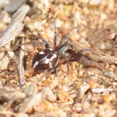 Zodariidae (family) (Unidentified Ant spider or Spotted ground spider) at Moncrieff, ACT - 23 Aug 2019 by Harrisi