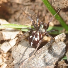 Zodariidae (family) at Moncrieff, ACT - 23 Aug 2019 12:58 PM