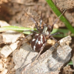 Zodariidae (family) at Moncrieff, ACT - 23 Aug 2019