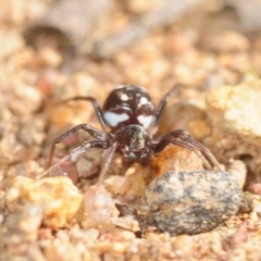 Zodariidae (family) at Moncrieff, ACT - 23 Aug 2019 12:58 PM