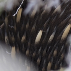 Tachyglossus aculeatus at Michelago, NSW - 26 Aug 2019 12:45 PM