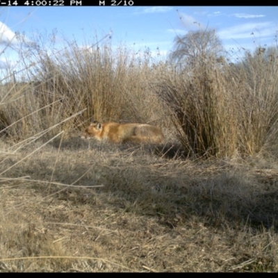 Vulpes vulpes (Red Fox) at Michelago, NSW - 14 Jul 2019 by Illilanga