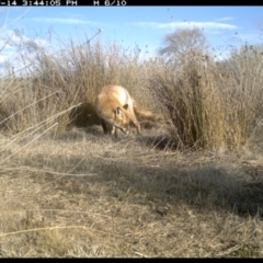 Vulpes vulpes at Michelago, NSW - 14 Jul 2019