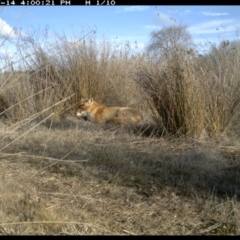 Vulpes vulpes at Michelago, NSW - 14 Jul 2019