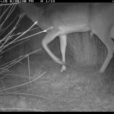 Dama dama (Fallow Deer) at Michelago, NSW - 15 Jul 2019 by Illilanga