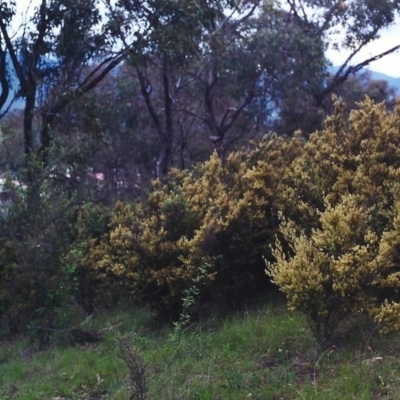 Pomaderris angustifolia (Pomaderris) at Conder, ACT - 25 Oct 2000 by michaelb