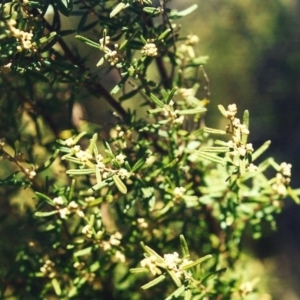 Pomaderris angustifolia at Conder, ACT - 15 Sep 2001