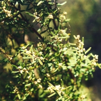 Pomaderris angustifolia (Pomaderris) at Conder, ACT - 15 Sep 2001 by MichaelBedingfield