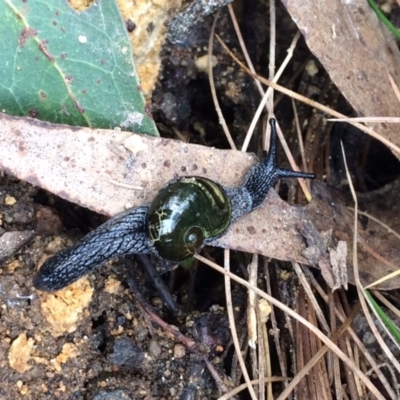 Helicarion cuvieri (A Semi-slug) at Namadgi National Park - 27 Aug 2019 by NickiTaws