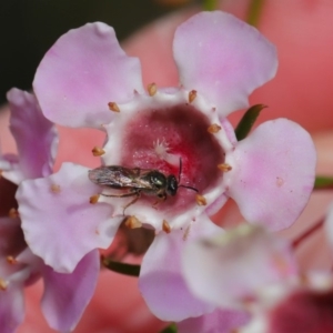 Lasioglossum (Homalictus) sp. (genus & subgenus) at Acton, ACT - 26 Aug 2019