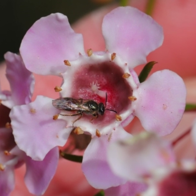 Lasioglossum (Homalictus) sp. (genus & subgenus) (Furrow Bee) at Acton, ACT - 26 Aug 2019 by TimL