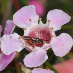 Lasioglossum (Homalictus) sp. (genus & subgenus) at Acton, ACT - 26 Aug 2019 01:49 PM