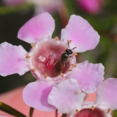 Lasioglossum (Homalictus) sp. (genus & subgenus) at Acton, ACT - 26 Aug 2019