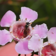 Lasioglossum (Homalictus) sp. (genus & subgenus) at Acton, ACT - 26 Aug 2019 01:49 PM