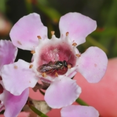 Lasioglossum (Homalictus) sp. (genus & subgenus) at Acton, ACT - 26 Aug 2019 01:49 PM