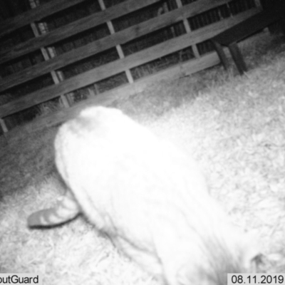 Felis catus (Feral Cat) at Rendezvous Creek, ACT - 11 Aug 2019 by ChrisHolder