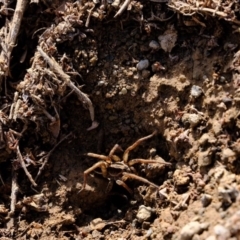 Venatrix sp. (genus) (Unidentified Venatrix wolf spider) at Cotter River, ACT - 16 Aug 2019 by Kurt