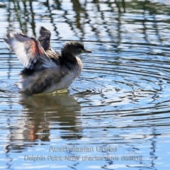 Tachybaptus novaehollandiae (Australasian Grebe) at Burrill Lake, NSW - 14 Aug 2019 by CharlesDove