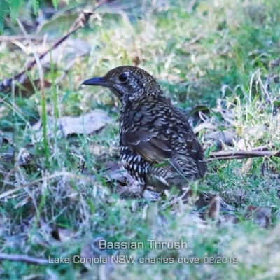 Zoothera lunulata (Bassian Thrush) at Yatte Yattah, NSW - 22 Aug 2019 by Charles Dove