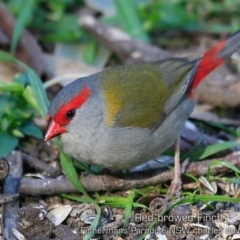 Neochmia temporalis (Red-browed Finch) at Fishermans Paradise, NSW - 22 Aug 2019 by CharlesDove