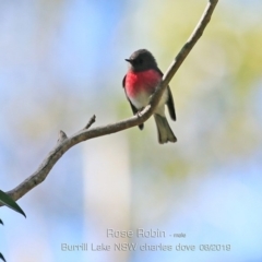 Petroica rosea (Rose Robin) at Woodburn, NSW - 22 Aug 2019 by CharlesDove