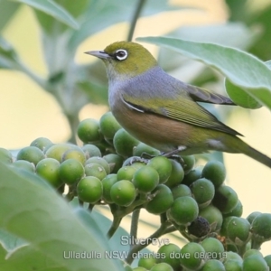 Zosterops lateralis at Ulladulla, NSW - 24 Aug 2019 12:00 AM