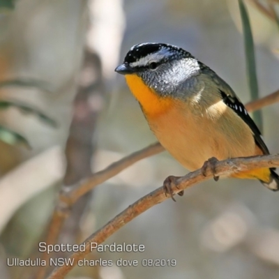 Pardalotus punctatus (Spotted Pardalote) at Coomee Nulunga Cultural Walking Track - 23 Aug 2019 by CharlesDove