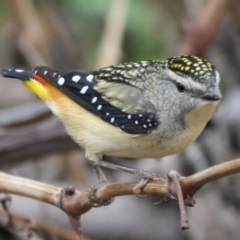 Pardalotus punctatus (Spotted Pardalote) at GG91 - 29 Aug 2019 by LisaH