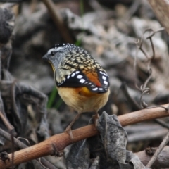 Pardalotus punctatus at Hughes, ACT - 29 Aug 2019