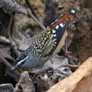 Pardalotus punctatus at Hughes, ACT - 29 Aug 2019