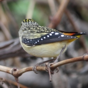 Pardalotus punctatus at Hughes, ACT - 29 Aug 2019