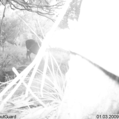 Cervus unicolor (Sambar Deer) at Namadgi National Park - 2 Jan 2009 by ChrisHolder