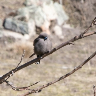 Artamus cyanopterus (Dusky Woodswallow) at Mount Clear, ACT - 28 Aug 2019 by SWishart