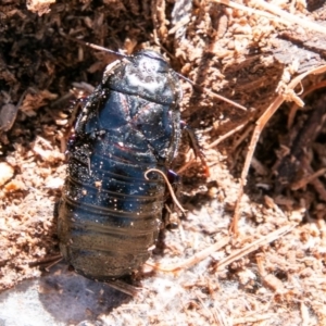 Panesthia australis at Mount Clear, ACT - 28 Aug 2019 01:38 PM