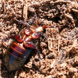 Panesthia australis at Mount Clear, ACT - 28 Aug 2019 01:38 PM