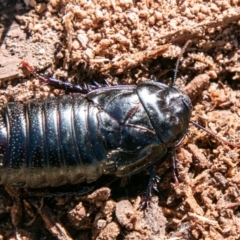 Panesthia australis at Mount Clear, ACT - 28 Aug 2019 01:38 PM