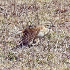 Anthus australis at Paddys River, ACT - 28 Aug 2019