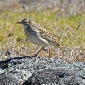 Anthus australis at Paddys River, ACT - 28 Aug 2019 12:50 PM