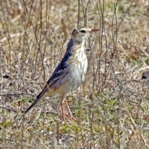 Anthus australis at Paddys River, ACT - 28 Aug 2019