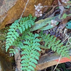 Polystichum proliferum at Cotter River, ACT - 28 Aug 2019 11:45 AM