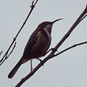 Acanthorhynchus tenuirostris at Paddys River, ACT - 28 Aug 2019