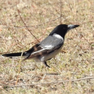 Cracticus torquatus at Paddys River, ACT - 28 Aug 2019