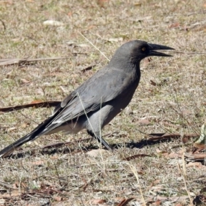 Strepera versicolor at Paddys River, ACT - 28 Aug 2019 11:46 AM